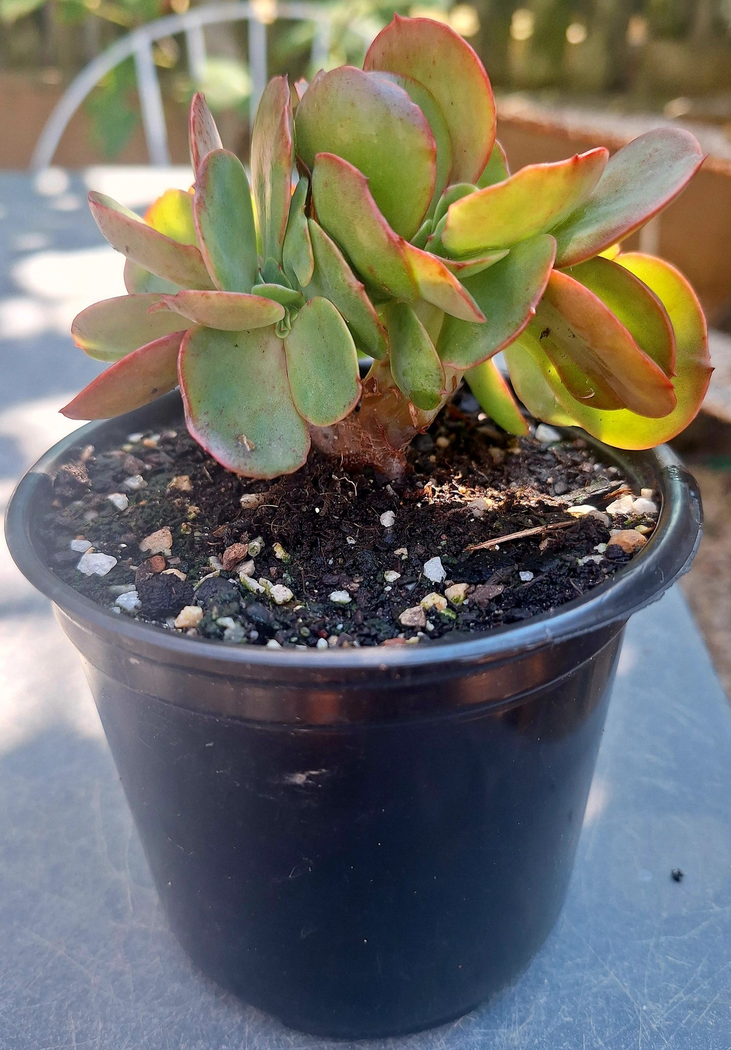Echeveria Korea Red Cristata Rare Collector