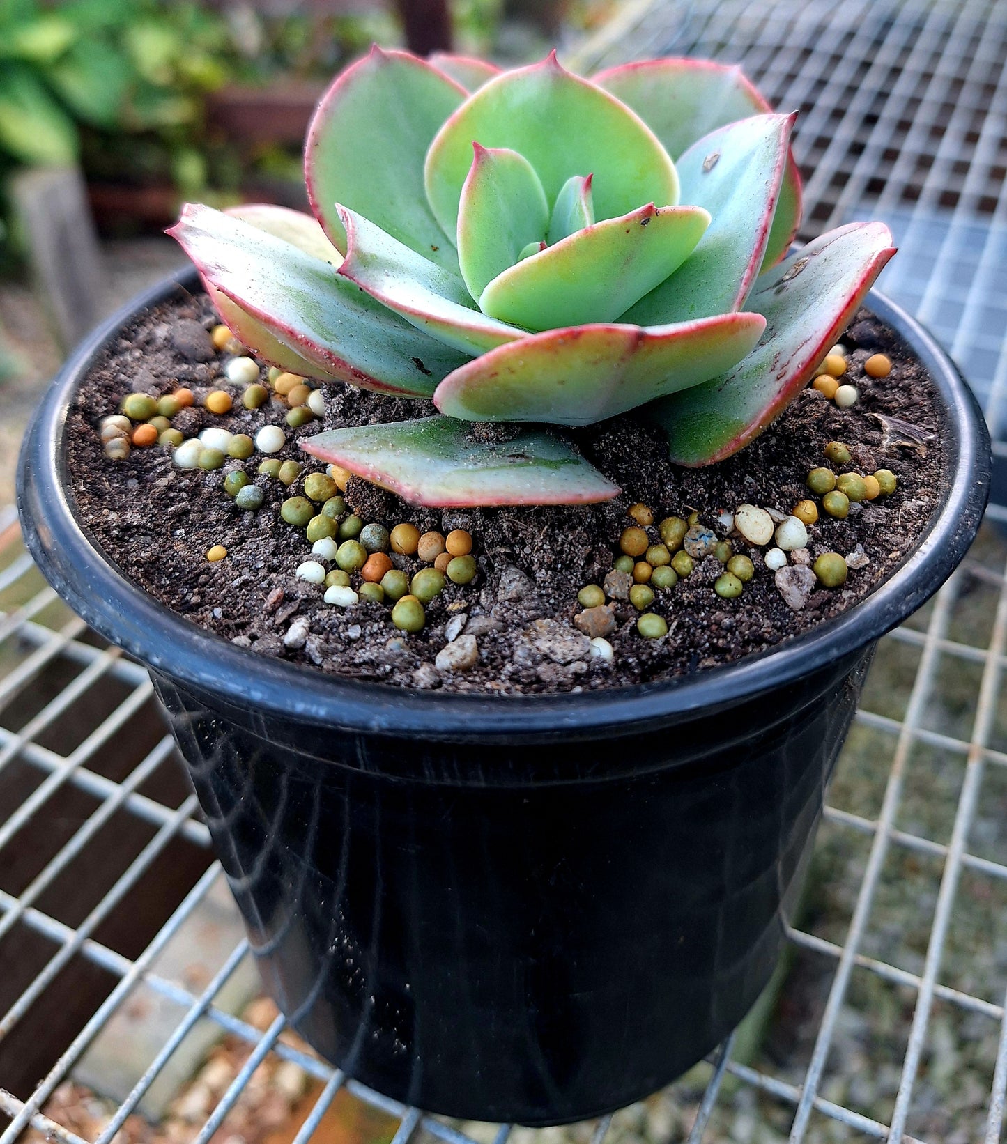 Echeveria Cross Green