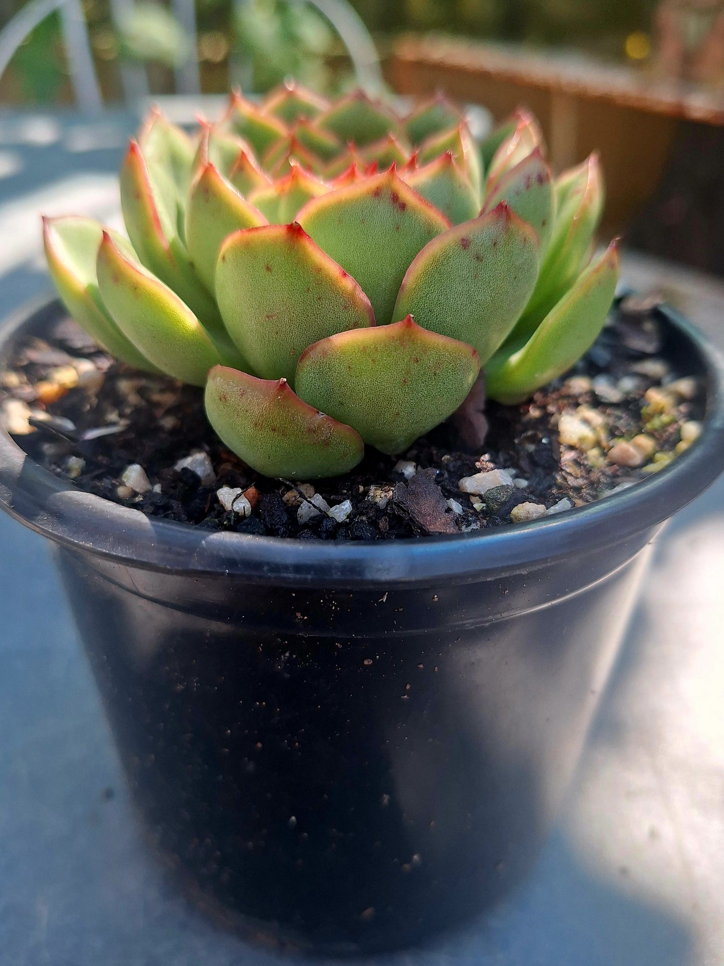 Echeveria Mooncake | Rare - Collectors