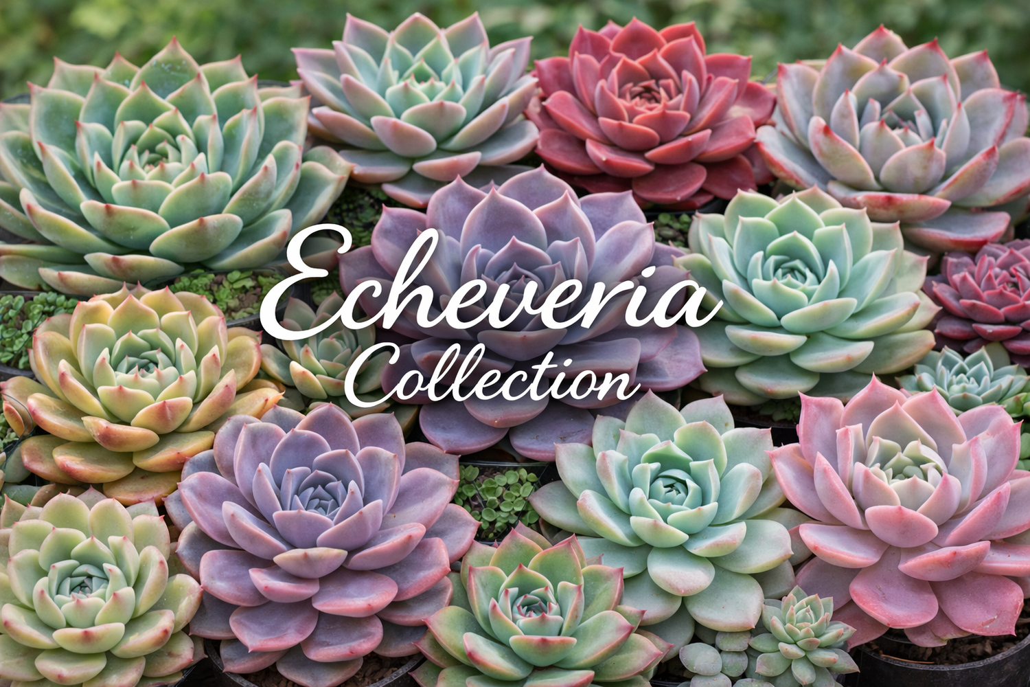 Echeveria