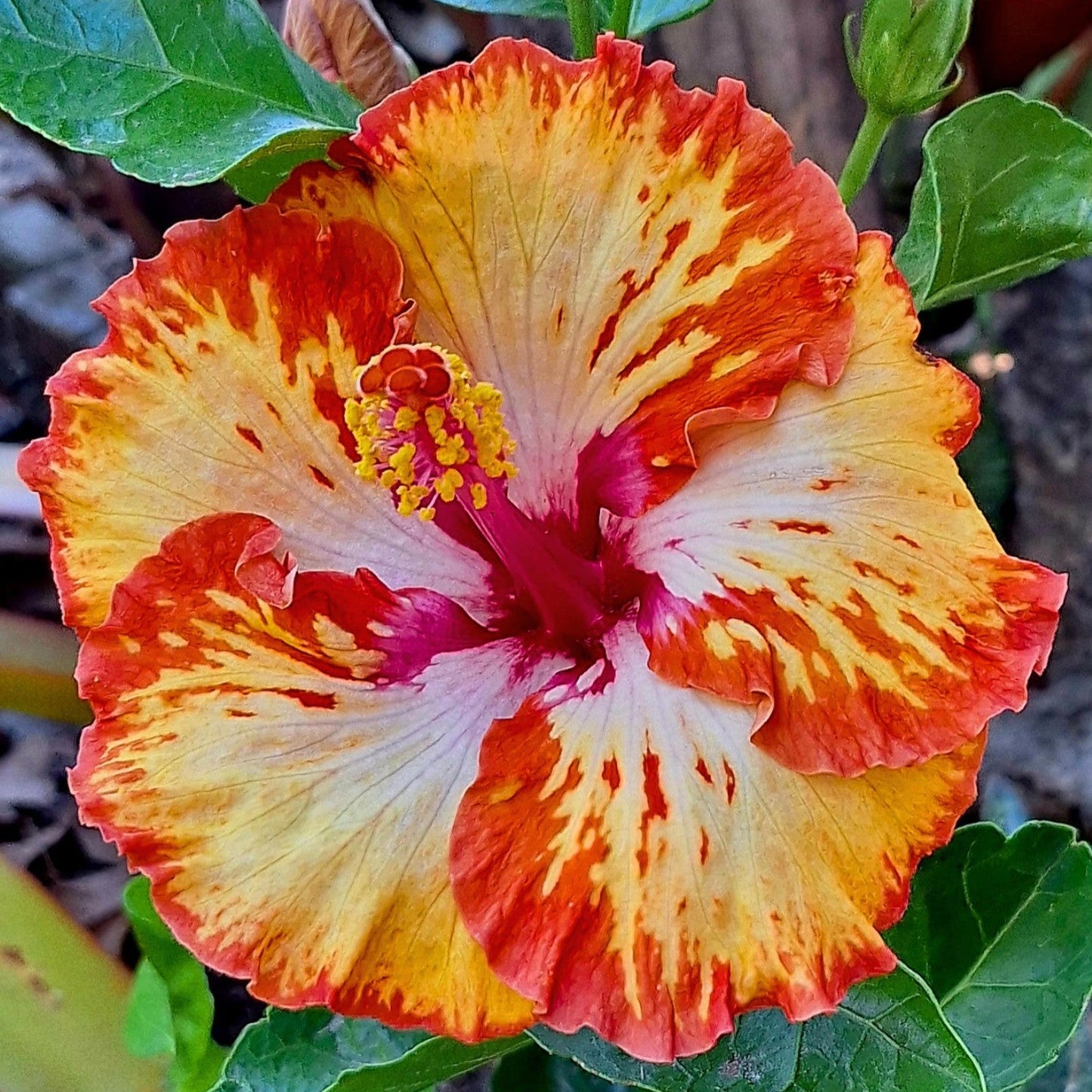 Hibiscus Lady Cilento