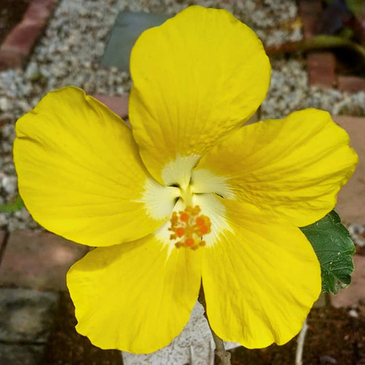 Hibiscus Hollywood Leading Lady