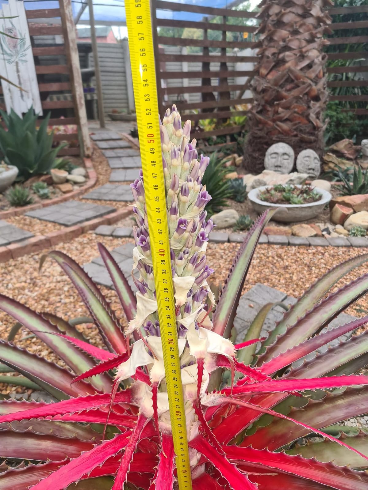 Upright flower stalk emerging from Bromelia balansae Heart of Flame Bromeliad, available from Botanical at Nine
