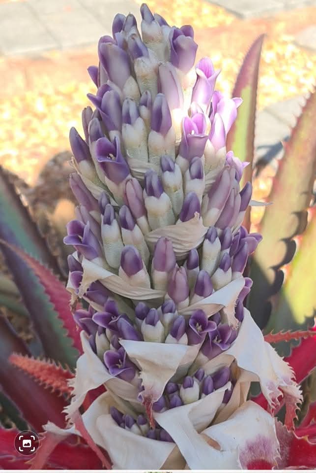 Purple, magenta, and creamy-white flowers of Bromelia balansae Heart of Flame Bromeliad, available from Botanical at Nine

