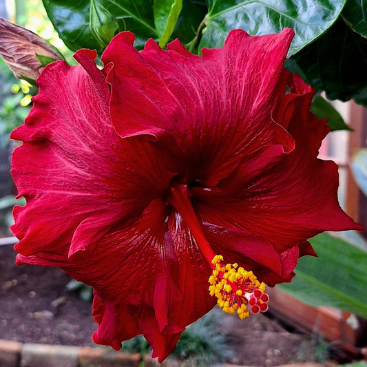 Hibiscus Molly Cummings