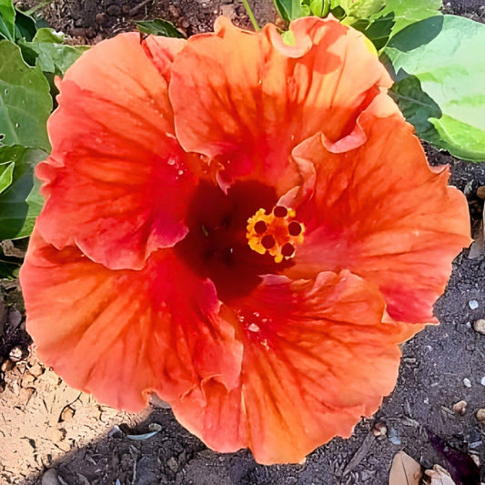 Hibiscus Hollywood Wild Child