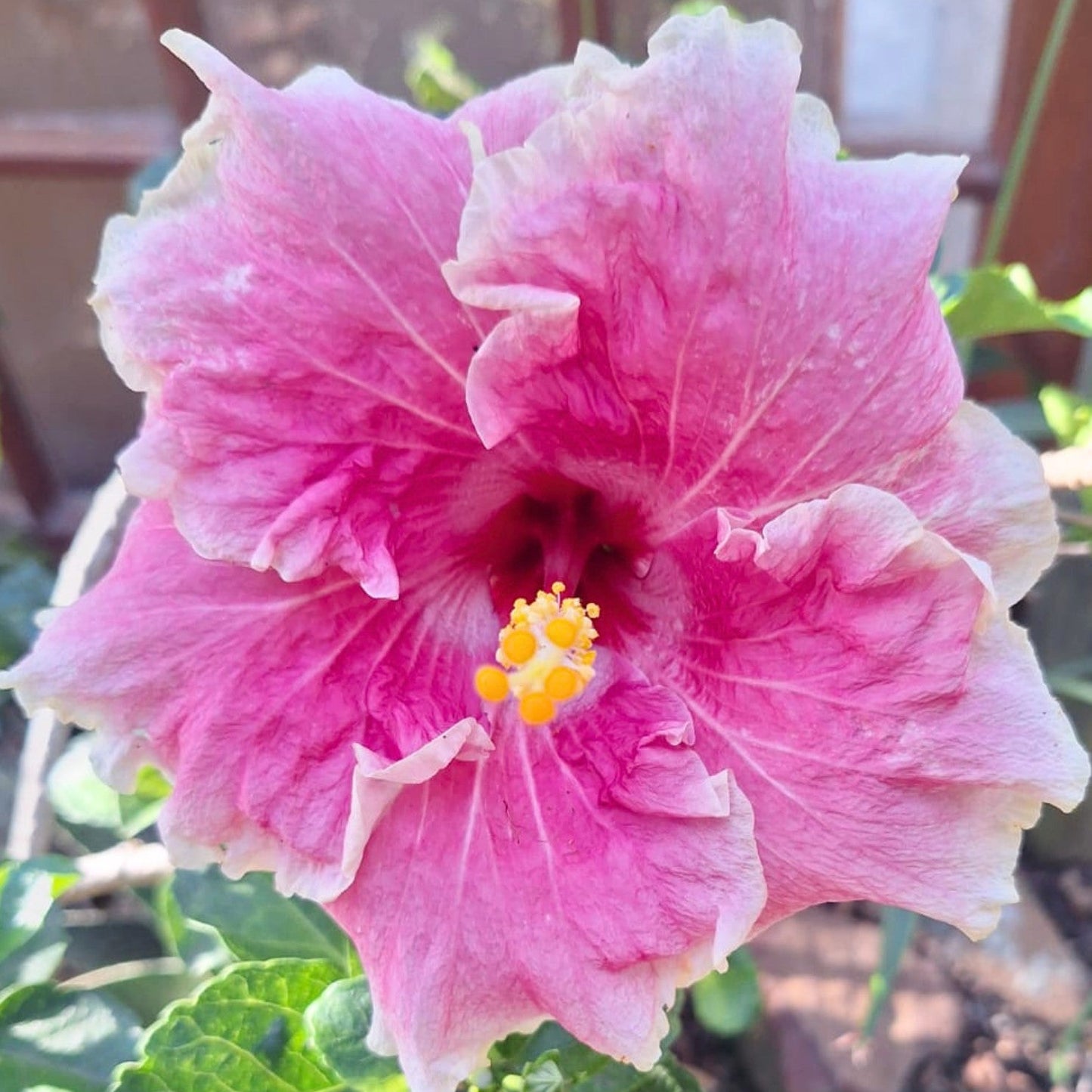 Hibiscus Shirley Howie