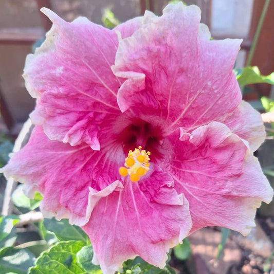 Hibiscus Shirley Howie