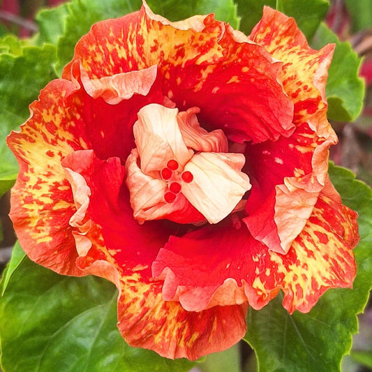 Hibiscus Joymac Emily