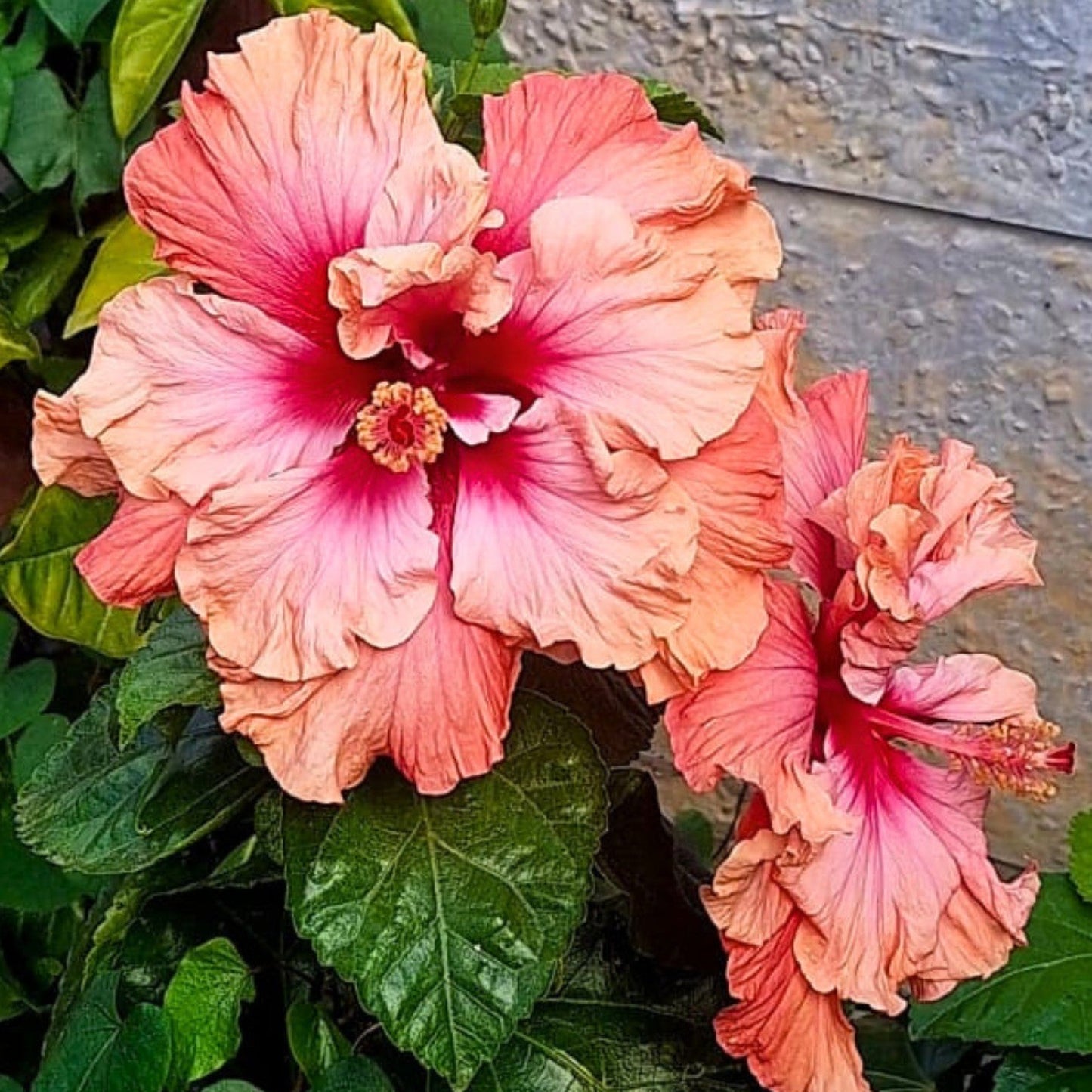 Hibiscus Fairy