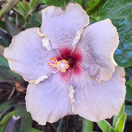 Hibiscus Joymac Silver Pearl