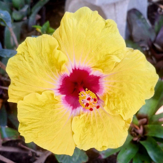 Hibiscus Grace Goo