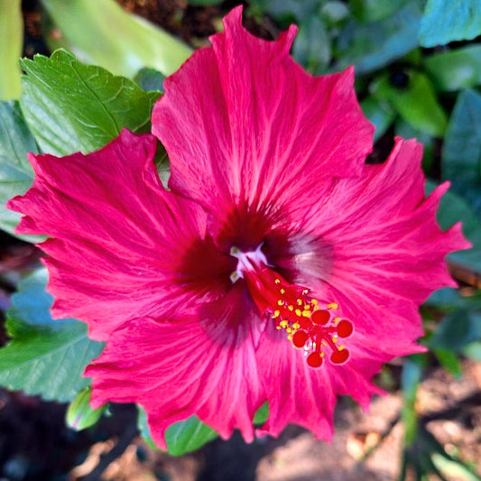 Hibiscus Red Lady