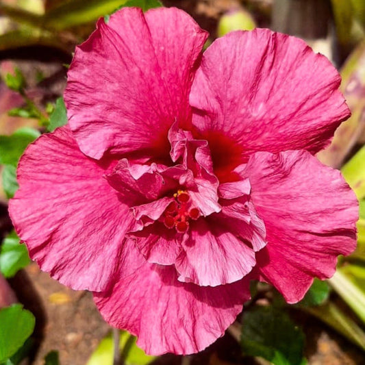 Hibiscus Charles Dixon