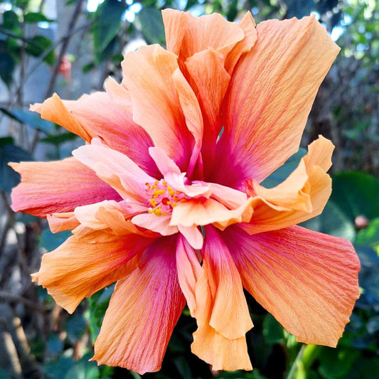 Hibiscus DJ O'Brien