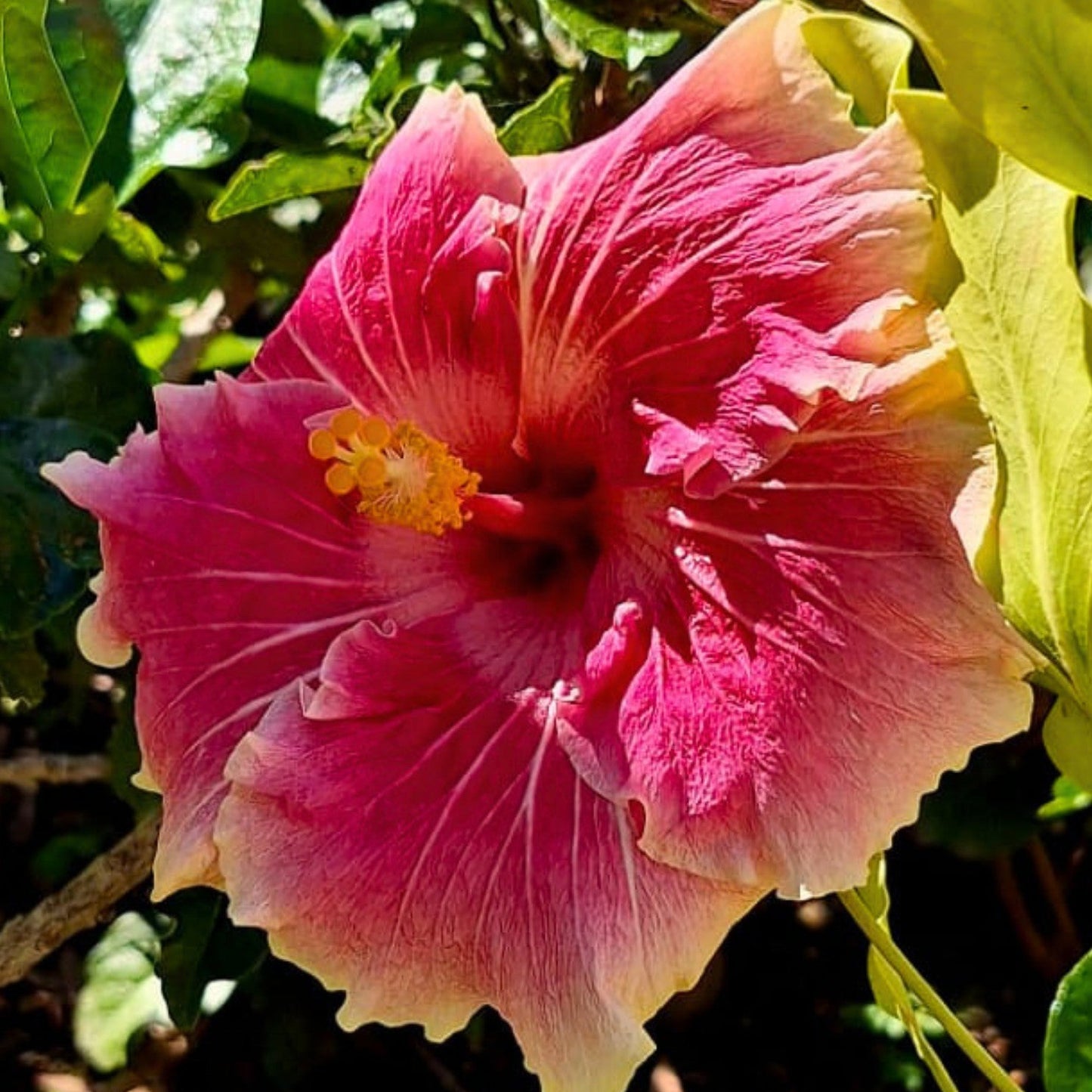 Hibiscus Joymac Marion Tom