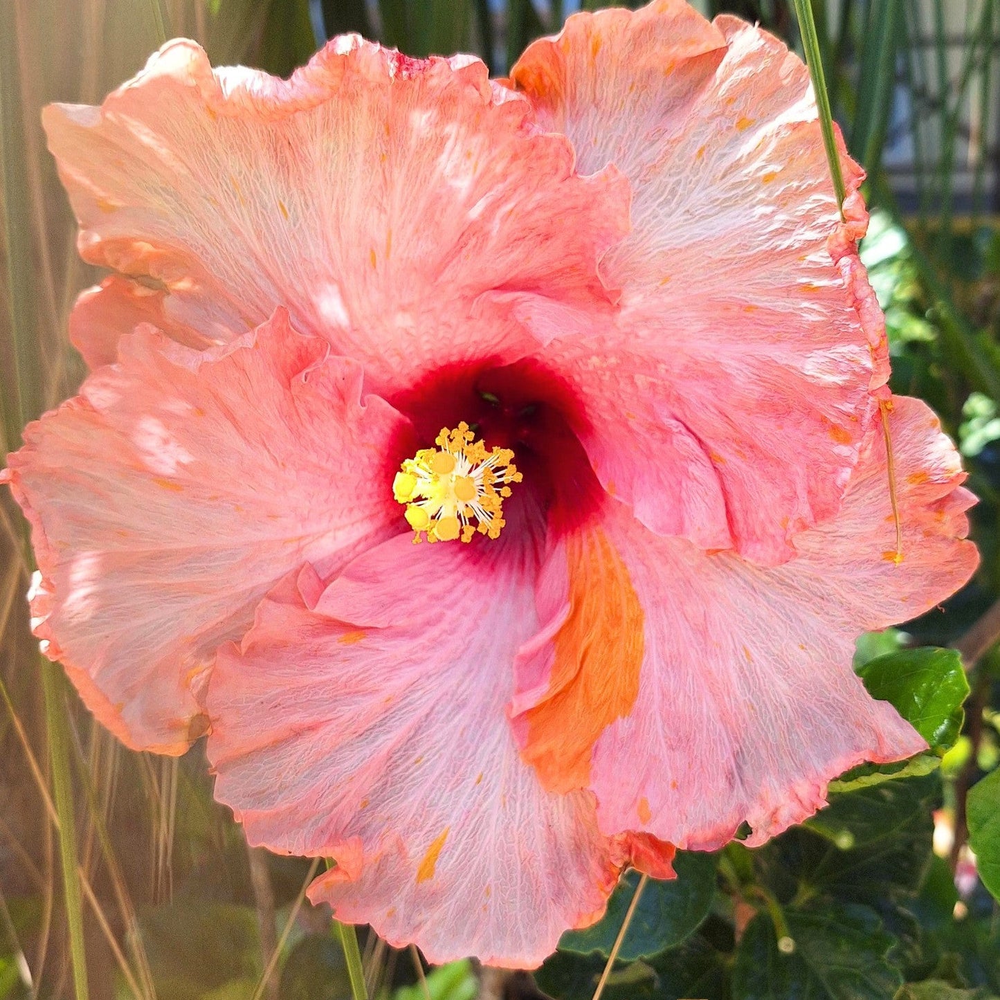 Hibiscus Monet