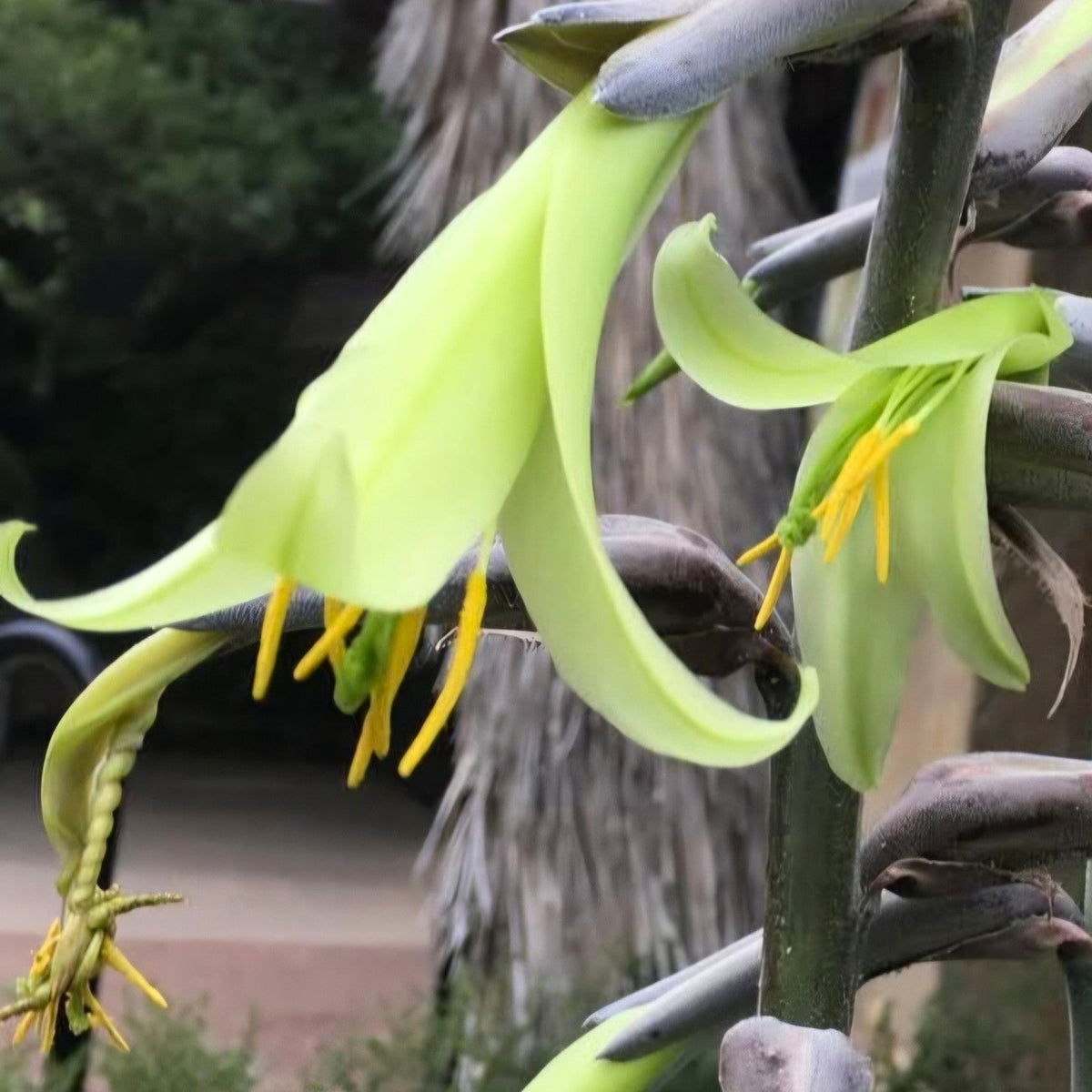 Puya mirabilis flower with pale yellow-green bell-shaped blooms on a tall flowering stem, available from Botanical at Nine
