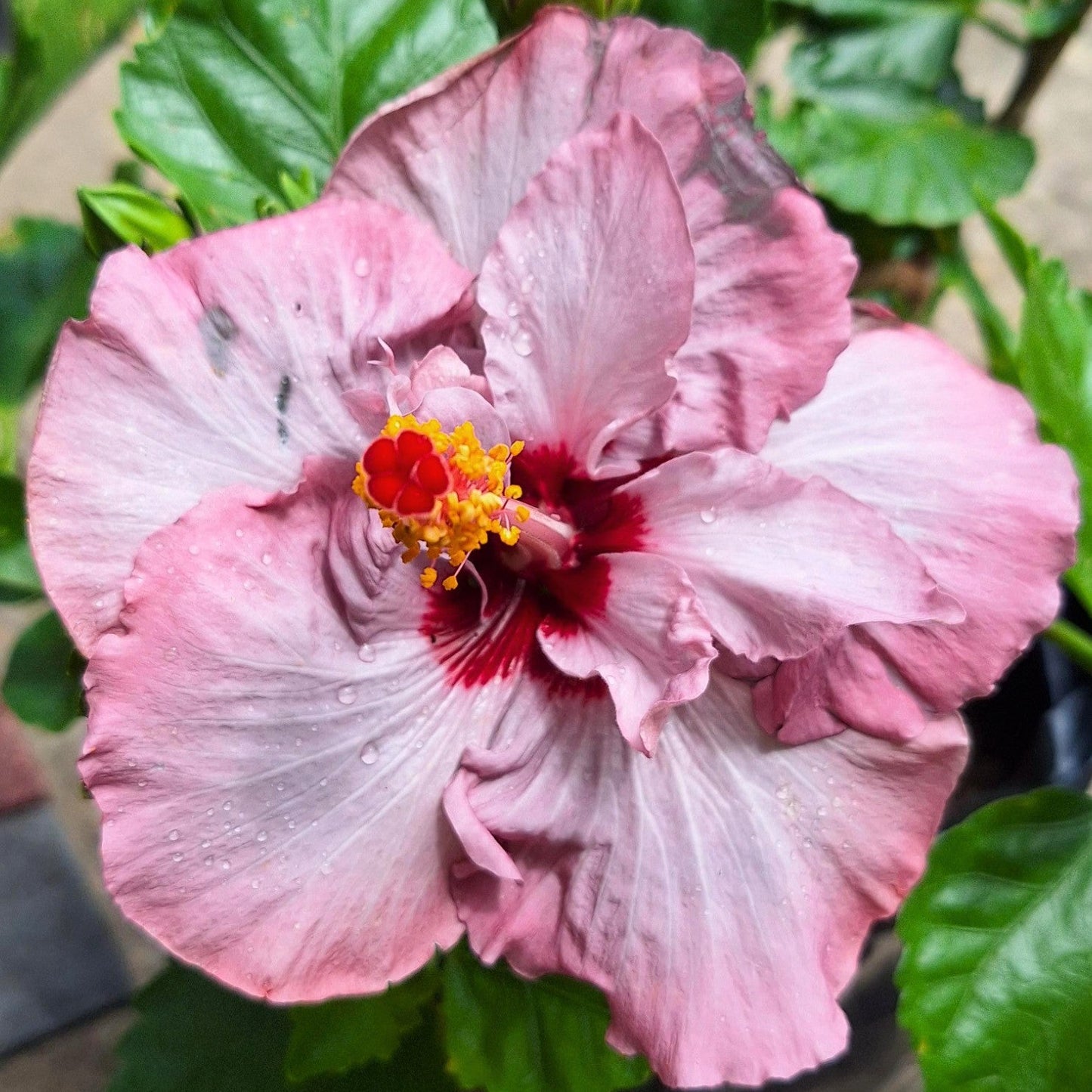 Hibiscus Isobel Beard