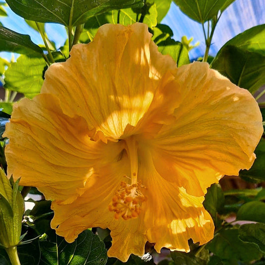 Hibiscus Golden Girl