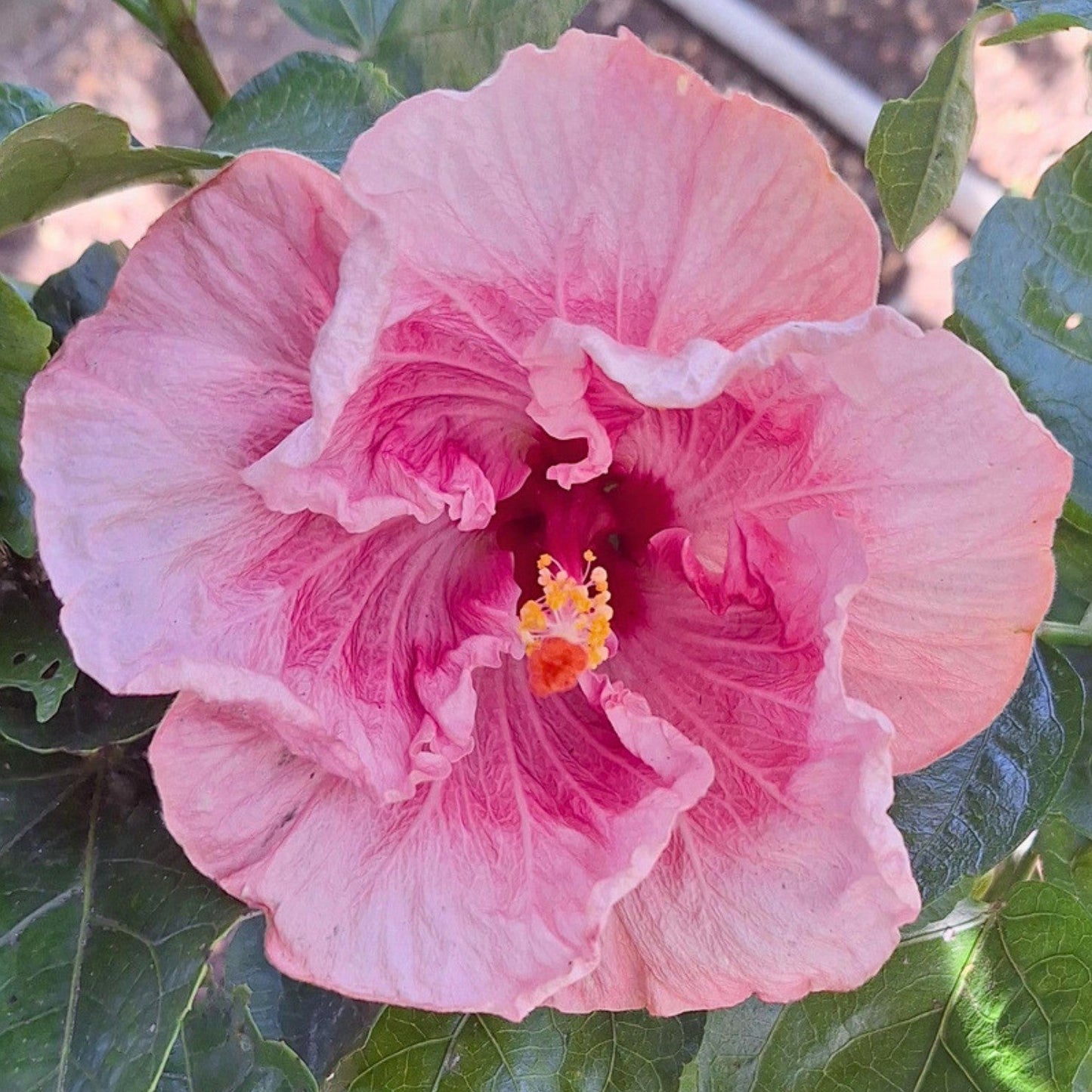 Hibiscus Lady Flo