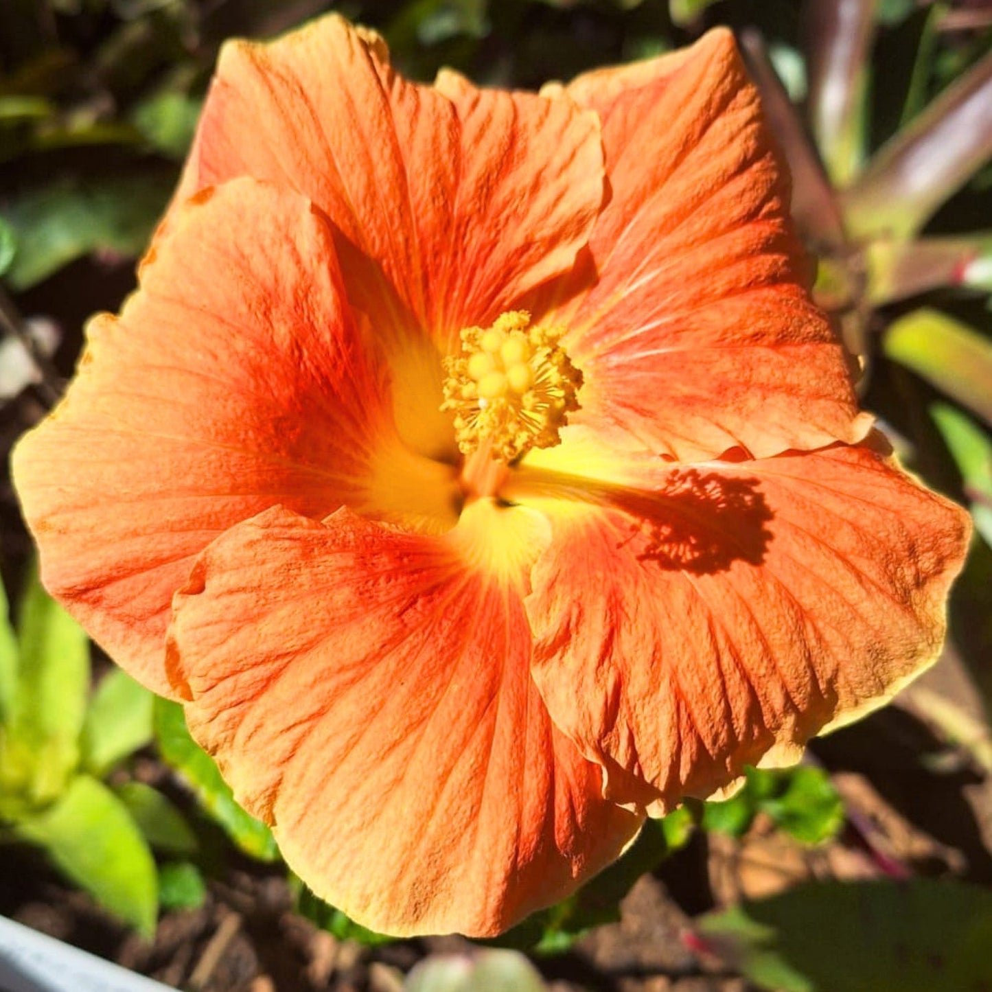 Hibiscus Orangeade