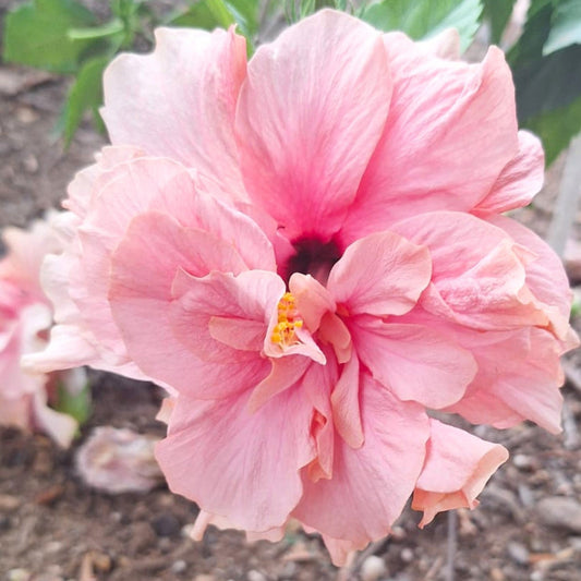 Pink flower with 'Princess Marina' label in a natural setting
