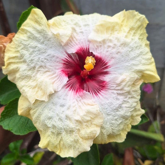 Hibiscus Joymac Feathers