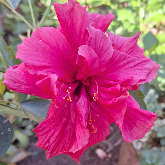 Hibiscus Tango