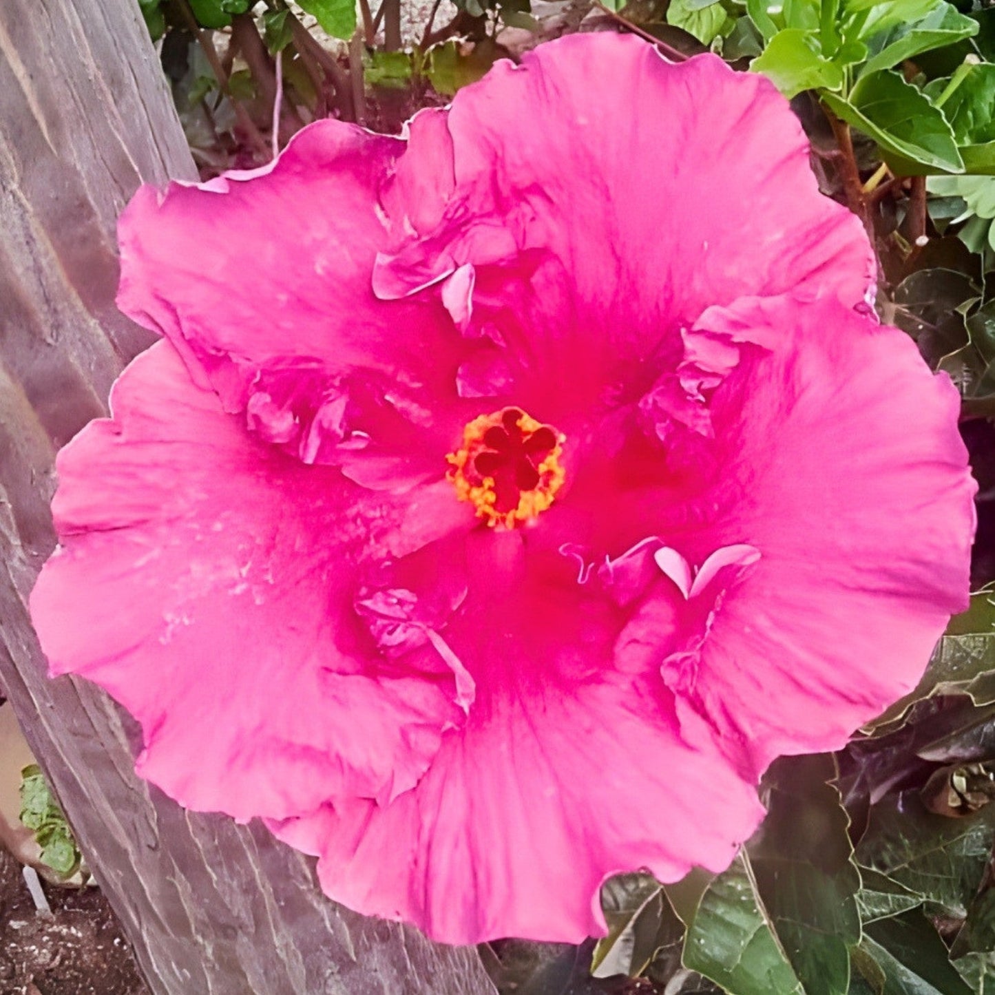 Hibiscus Gwen Mary
