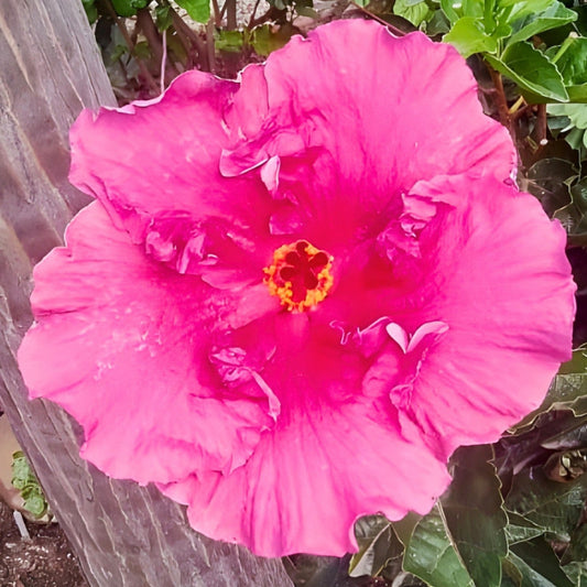 Hibiscus Gwen Mary