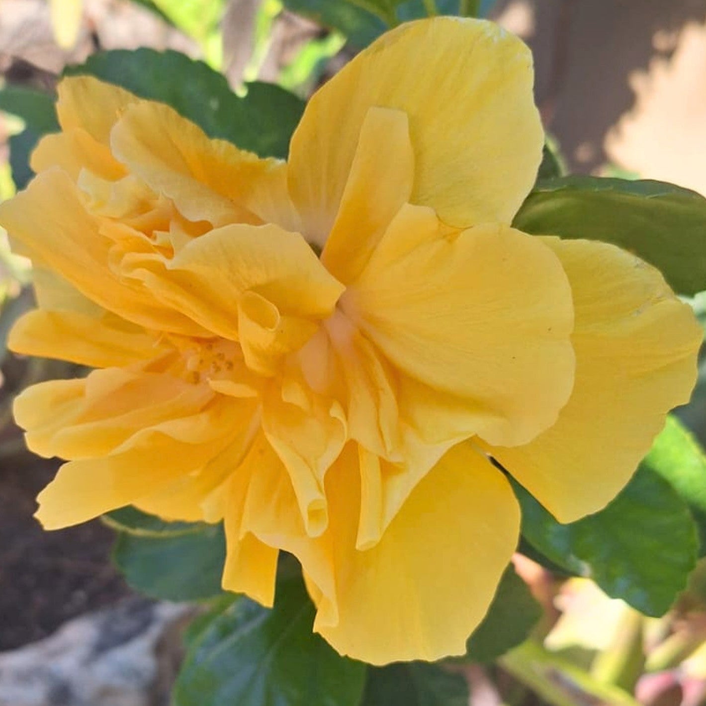 Hibiscus Full Moon