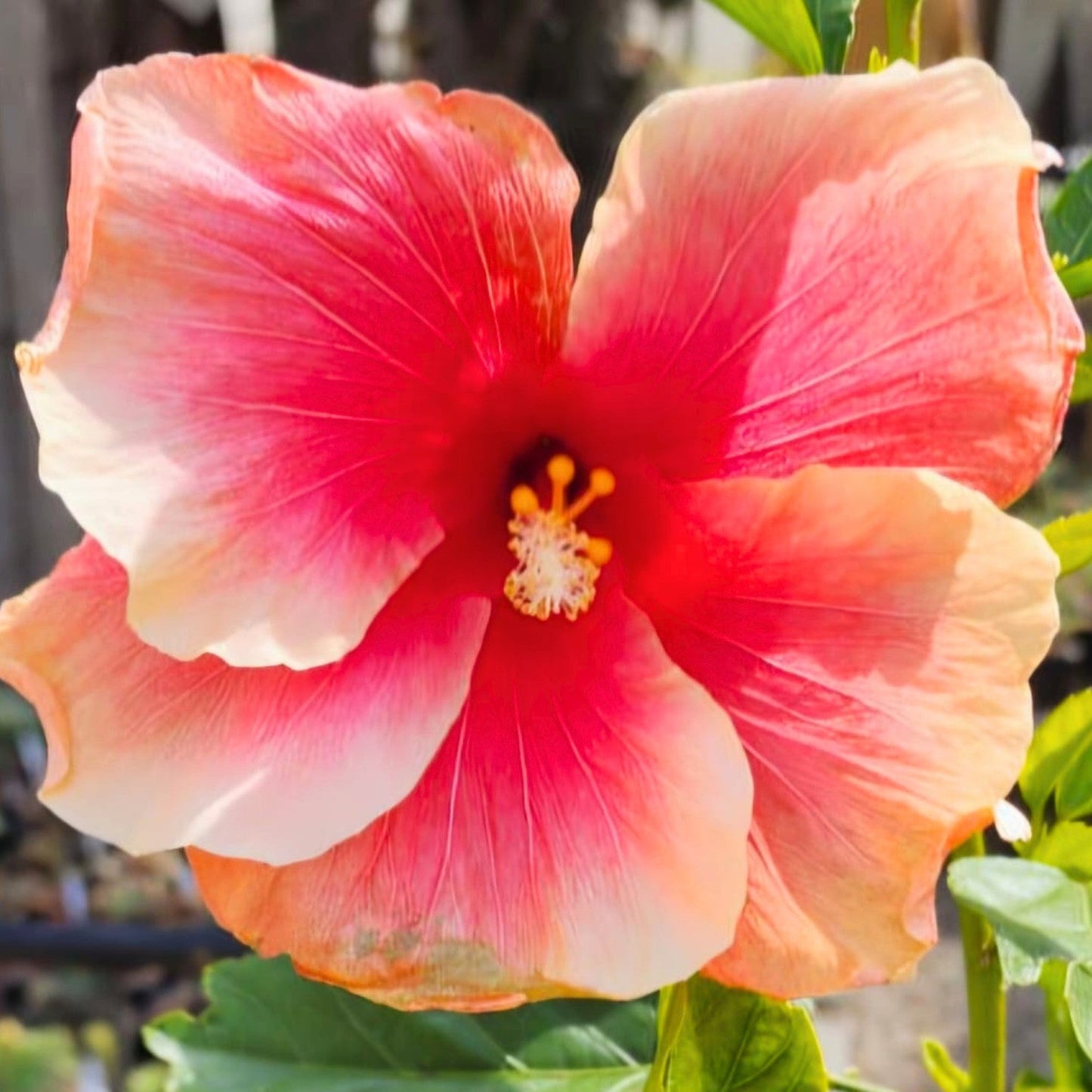 Hibiscus Charine