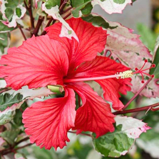 Red flower with green and white variegated leaves, labeled 'Snow Queen Variegated'.