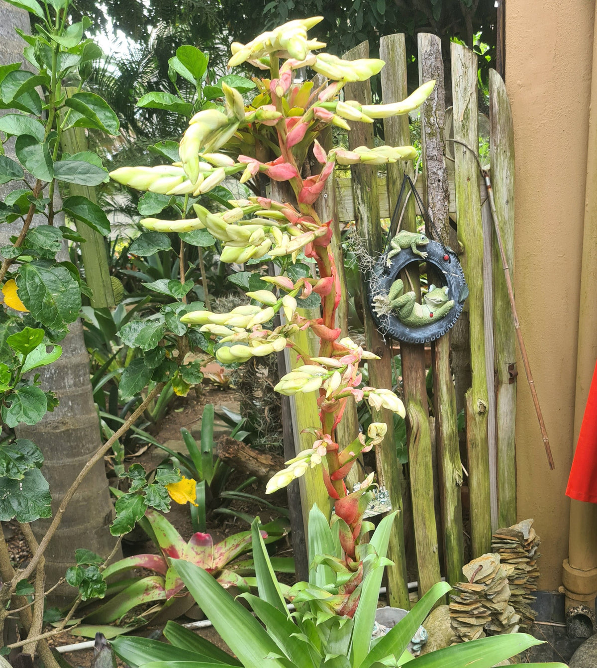 Tall flowering stalk emerging from Alcantarea glaziouana Giant Alcantarea Bromeliad, available from Botanical at Nine

