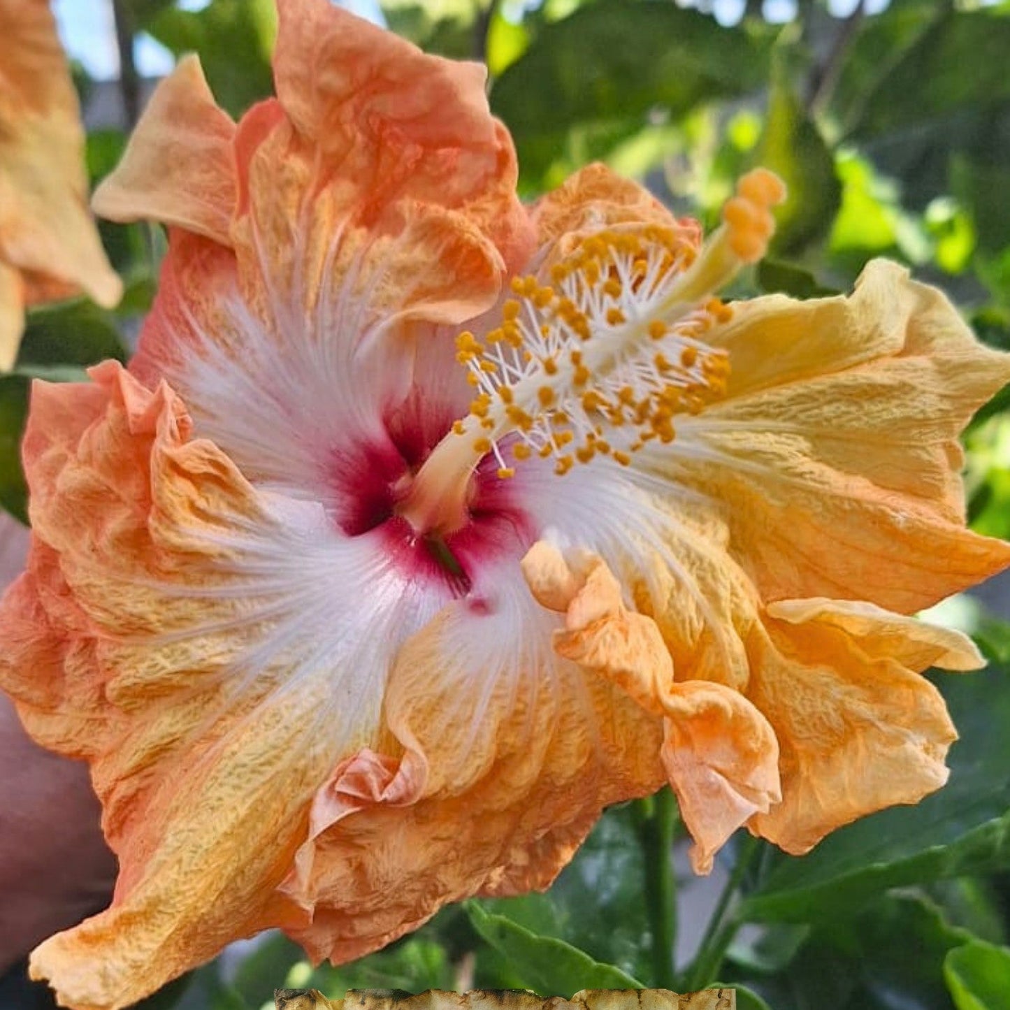 Hibiscus Joymac Angel Trumpet