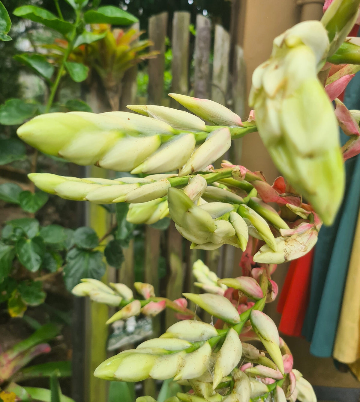 Fragrant pale cream flowers of Alcantarea glaziouana Giant Alcantarea Bromeliad, available from Botanical at Nine
