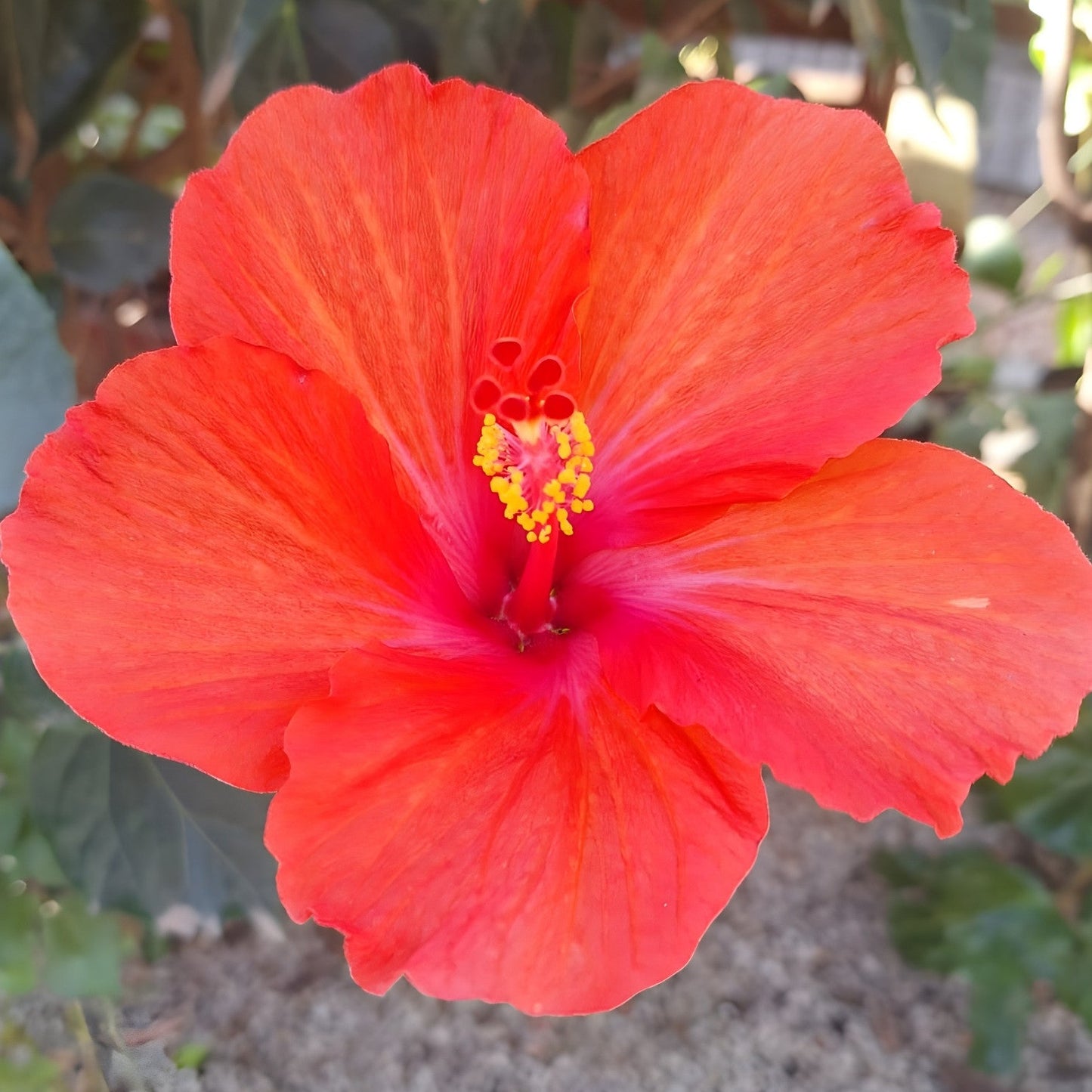 Hibiscus Brilliant