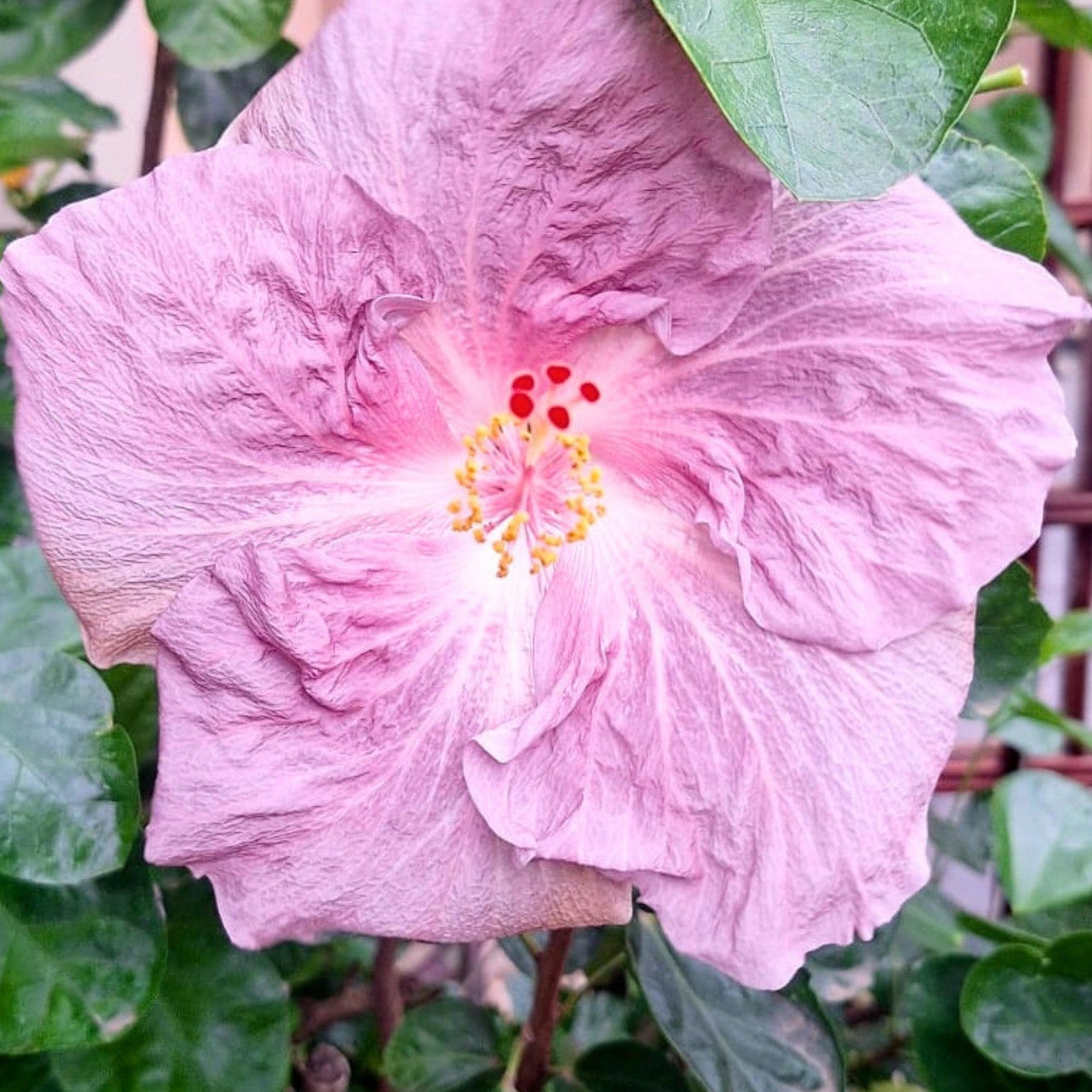 Hibiscus Morning Star