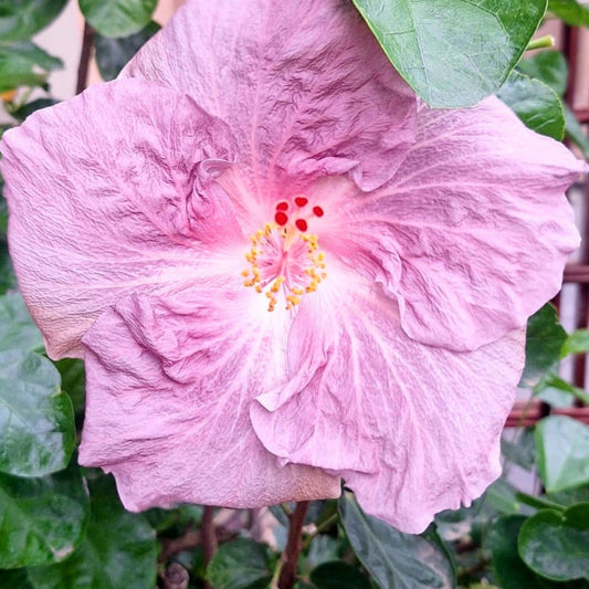Hibiscus Morning Star