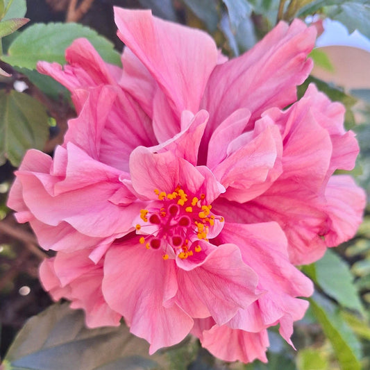 Hibiscus Kano