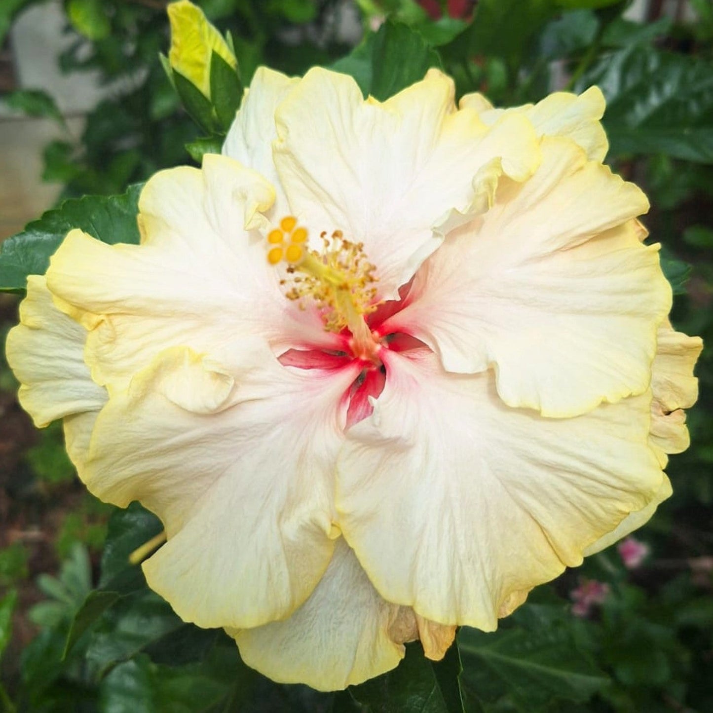 Hibiscus Donna Winner