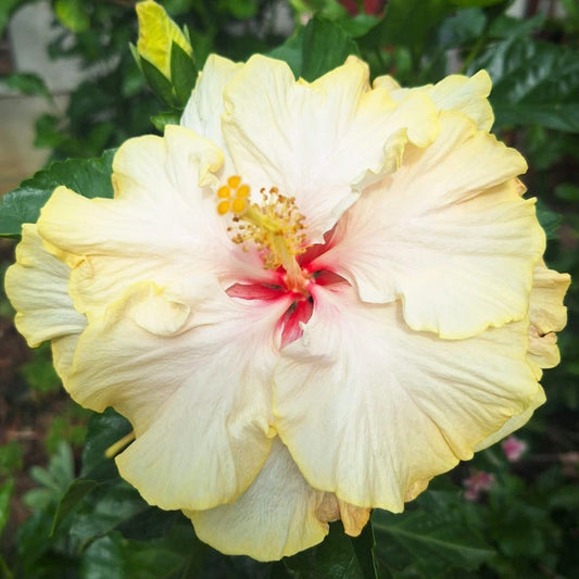 Hibiscus Donna Winner