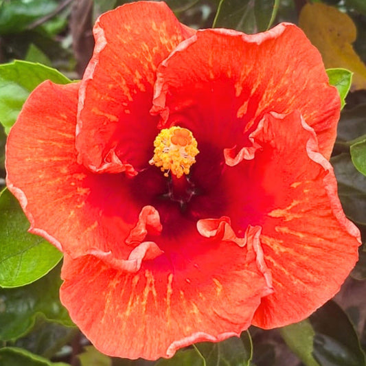 Hibiscus Bimbo