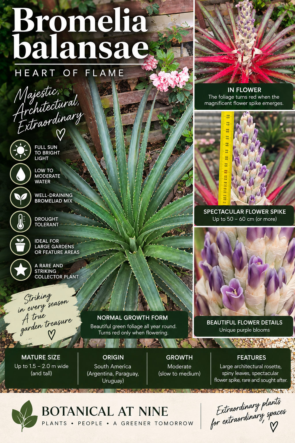 AI-generated detailed image of Bromelia balansae Heart of Flame Bromeliad with a dramatic spined green rosette and scarlet flowering centre, available from Botanical at Nine
