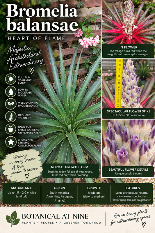 AI-generated detailed image of Bromelia balansae Heart of Flame Bromeliad with a dramatic spined green rosette and scarlet flowering centre, available from Botanical at Nine
