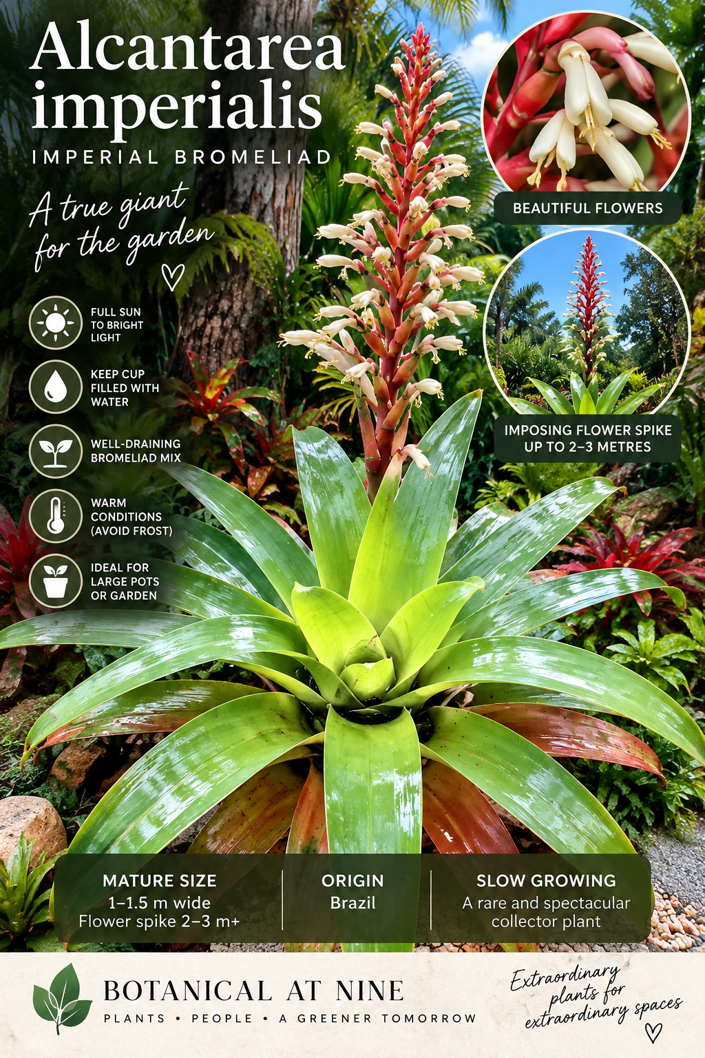 AI-generated detailed image of a mature Alcantarea imperialis Imperial Bromeliad with a large architectural green rosette, Botanical at Nine