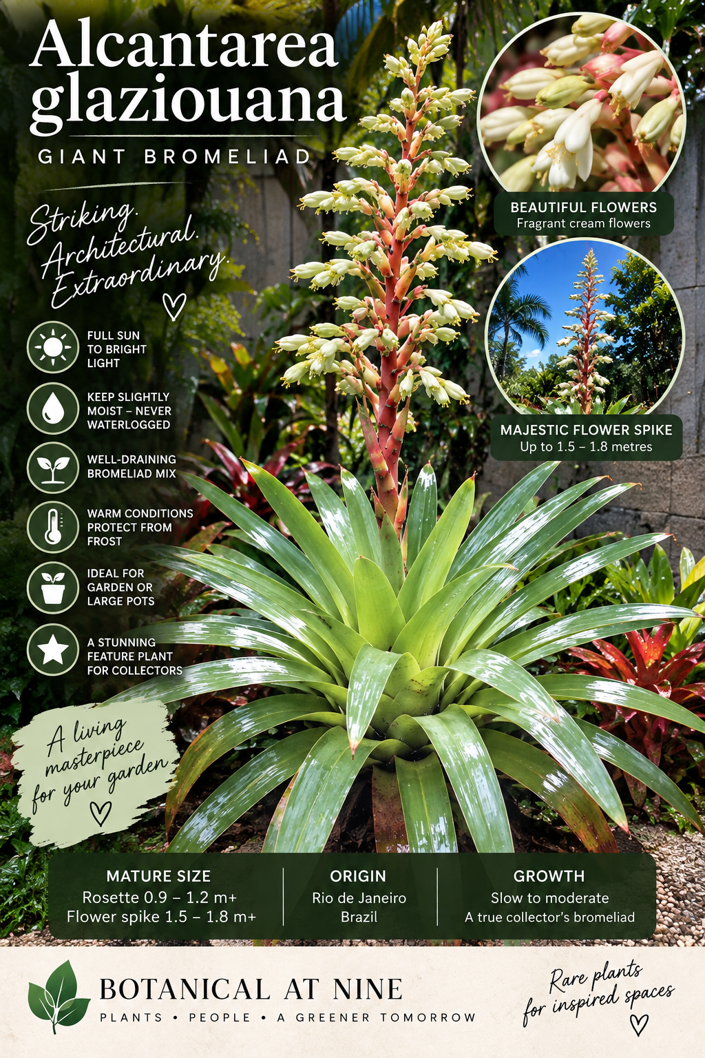 AI-generated image of a mature Alcantarea glaziouana Giant Alcantarea Bromeliad with a broad architectural green rosette, available from Botanical at Nine
