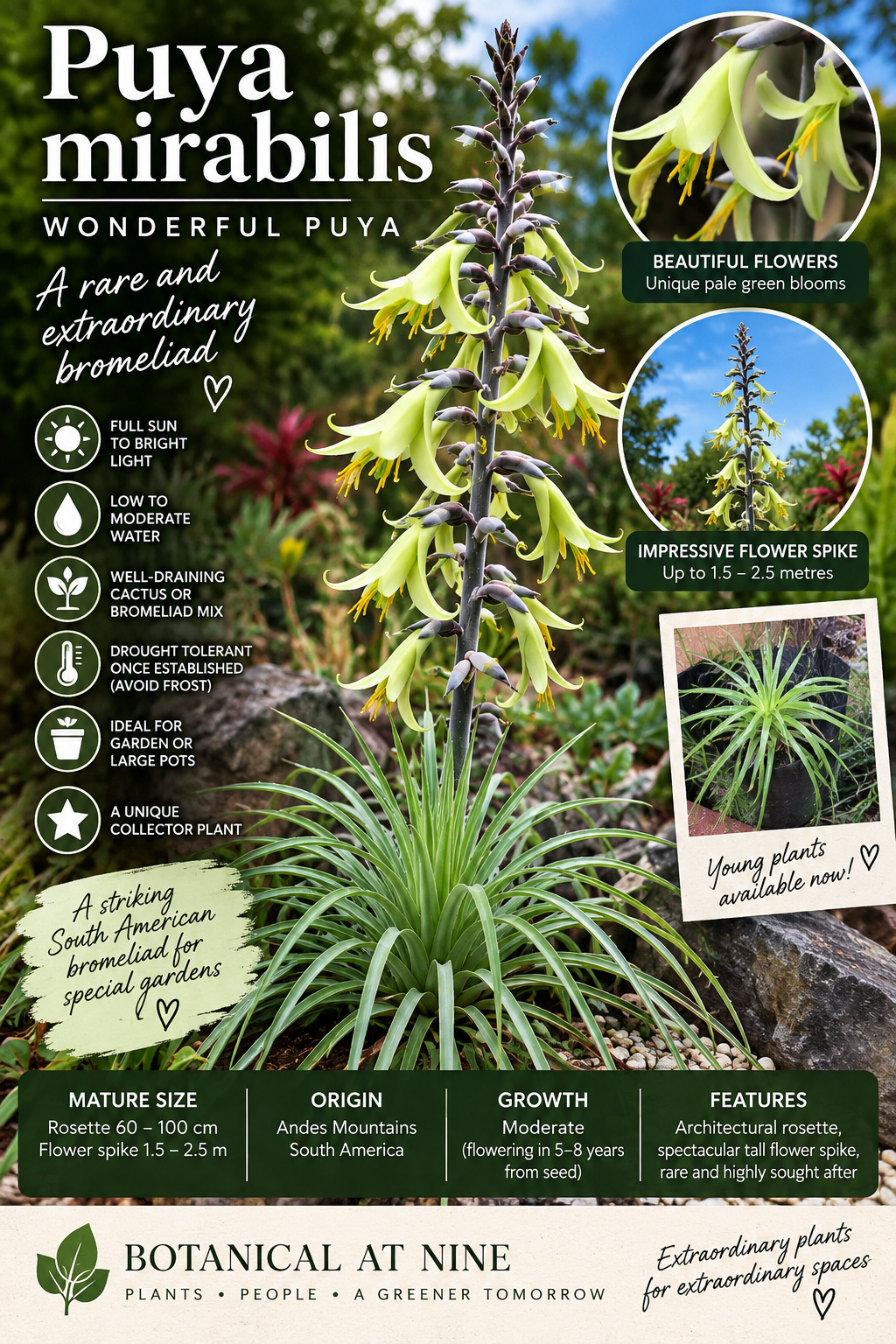 AI-generated image of Puya mirabilis Wonderful Puya, a terrestrial bromeliad with a graceful grass-like rosette of arching green leaves, Botanical at Nine
