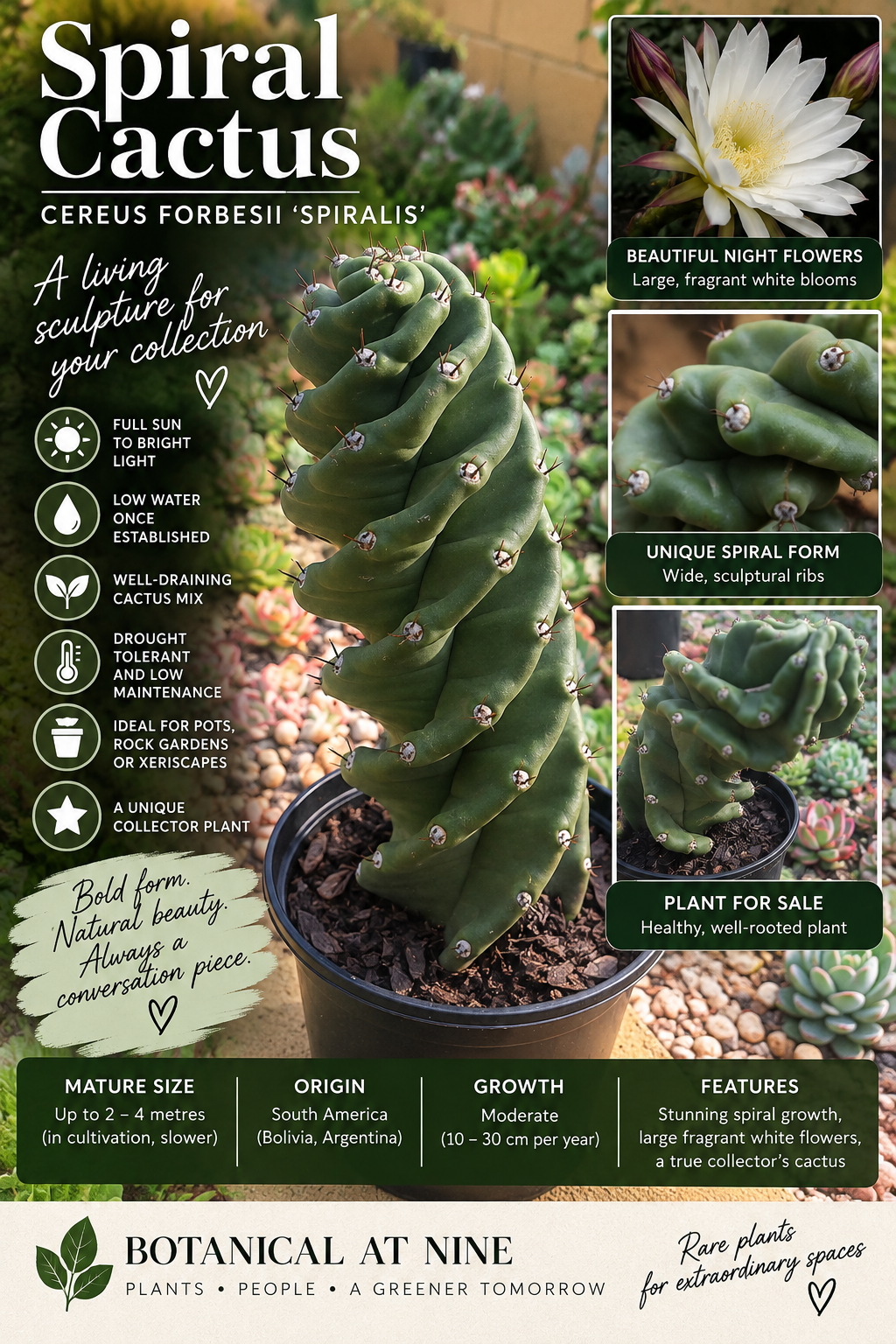 AI-generated image of Spiral Cactus, Cereus forbesii ‘Spiralis’, a sculptural twisted collector cactus, Botanical at Nine
